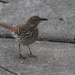 Young Brown Thrasher by bjchipman