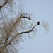 Bald Eagle and Nest by bjchipman