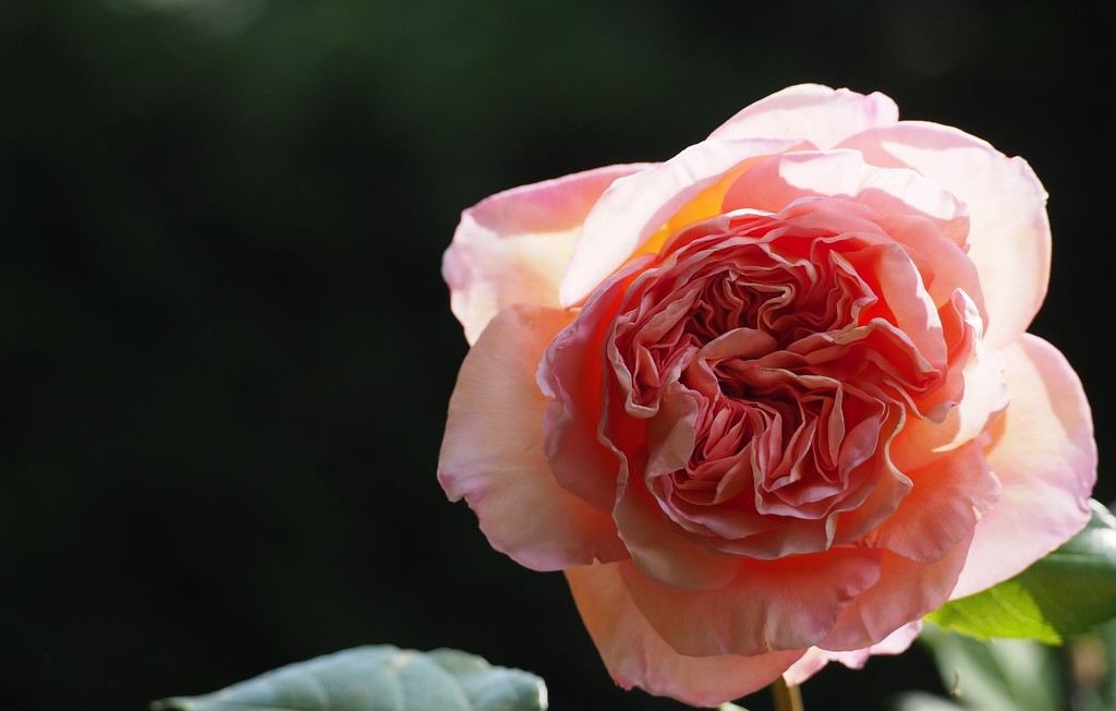 Rose.... by jacqbb