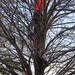 Four In A Tree by bjchipman