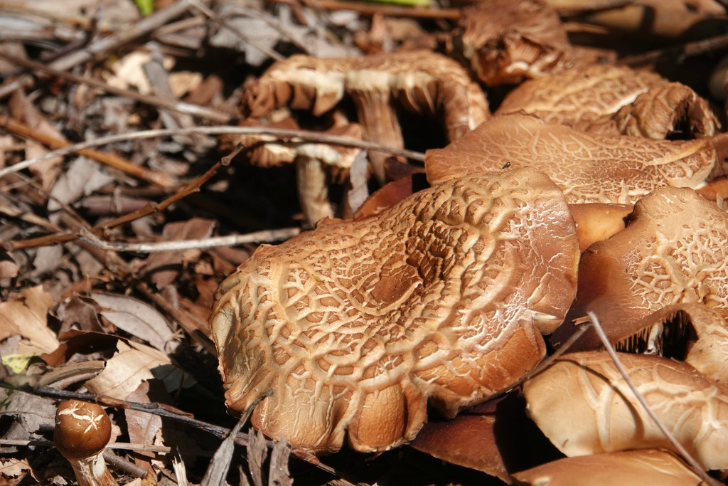 Green Lake Mushrooms by seattlite