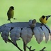 Dancing Goldfinch by bjchipman