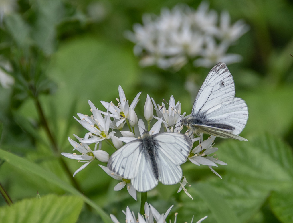 Butterflies love wild garlic by inthecloud5