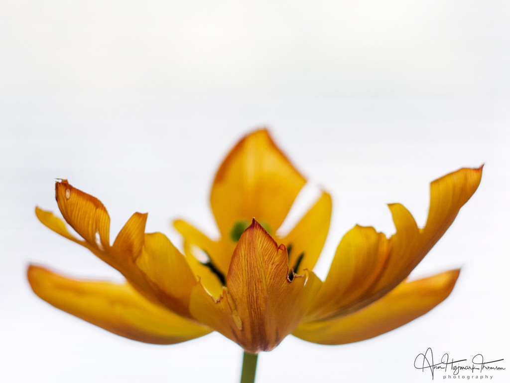 Yellow tulip by atchoo