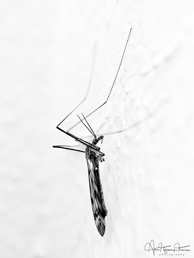 Crane fly by atchoo