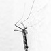 Crane fly by atchoo