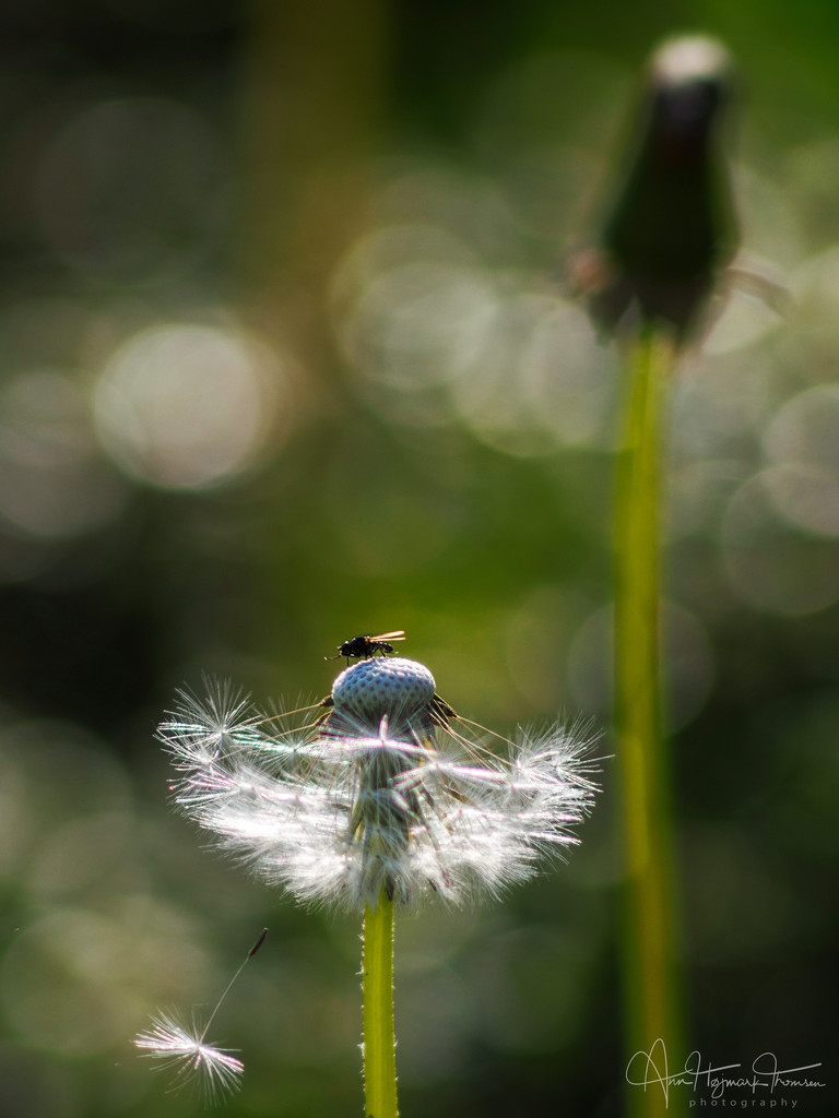 The dandelion and the fly by atchoo