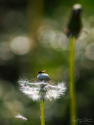 20th May 2018 - The dandelion and the fly