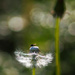 The dandelion and the fly by atchoo