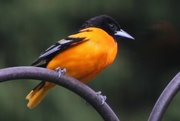 8th May 2018 - Baltimore Oriole
