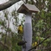 Five Hungry Goldfinches by bjchipman