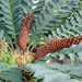 Zululand cycad by rhoing