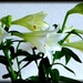 Beautiful Lilies! by chris17