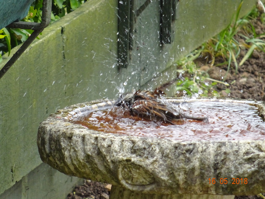 sparrow having a bath by arthurclark