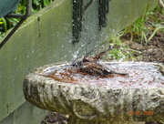 21st May 2018 - sparrow having a bath