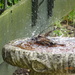 sparrow having a bath by arthurclark