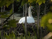 21st May 2018 - Nesting Swan