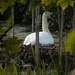 Nesting Swan by suzanne234