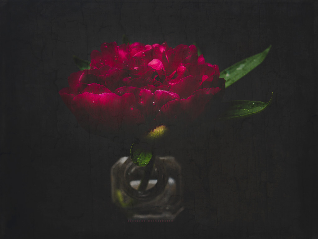 rescue peony by pistache