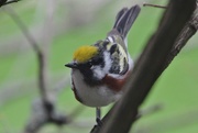 9th May 2018 - Chestnut-Sided Warbler