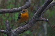9th May 2018 - Female Baltimore Oriole