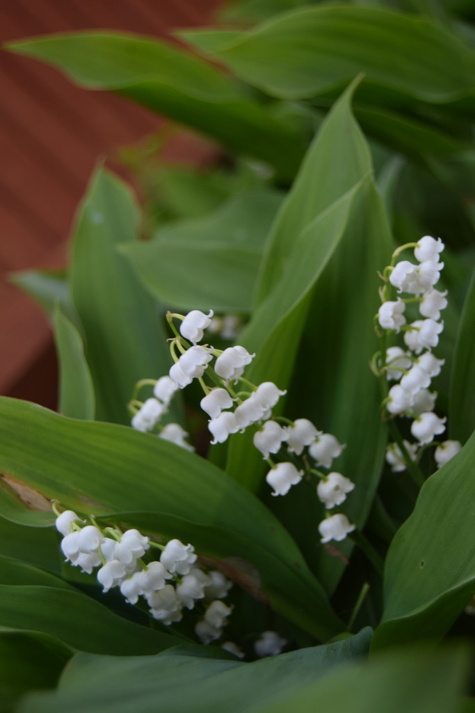 130. Lily of the valley by dragey74
