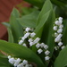 130. Lily of the valley by dragey74