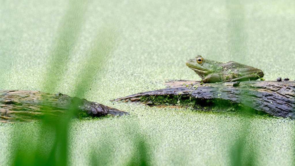 Frog on a log by rminer