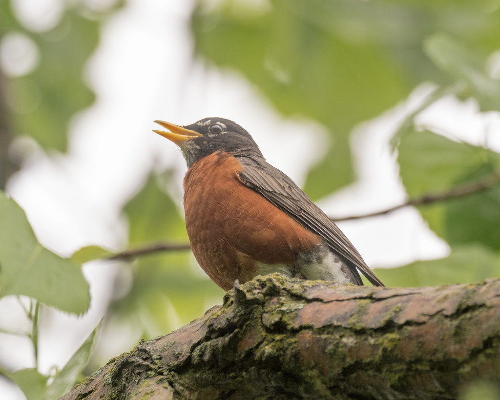 american robin sings by rminer