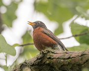 21st May 2018 - american robin sings