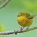 Yellow Warbler by bjchipman