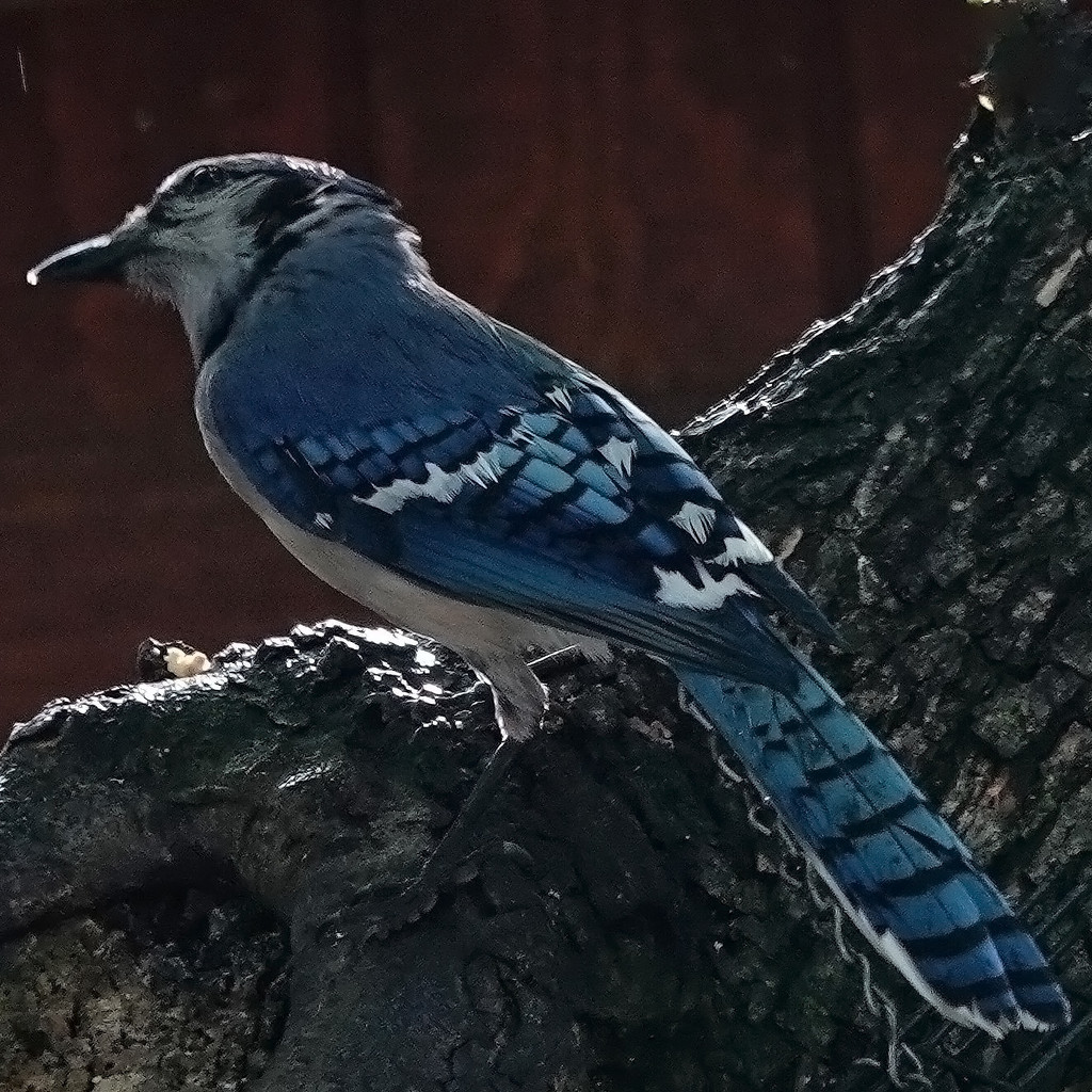 Late in the Day Bluejay by milaniet