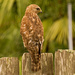 Red Shouldered Hawk Looking for a Snack! by rickster549
