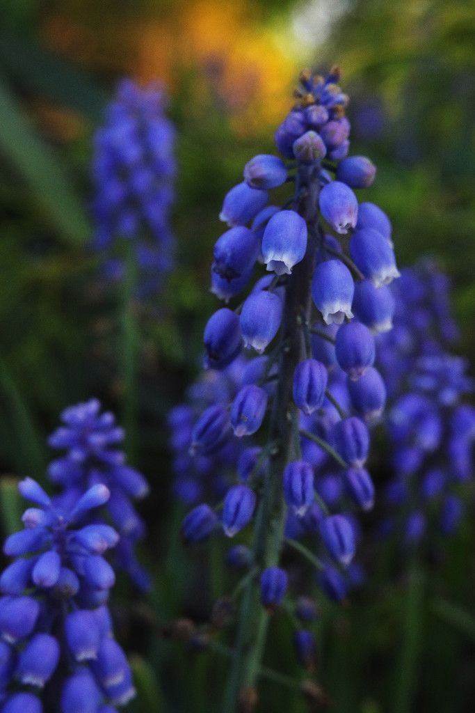 Blue lupine flower by pdulis