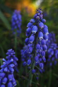 21st May 2018 - Blue lupine flower