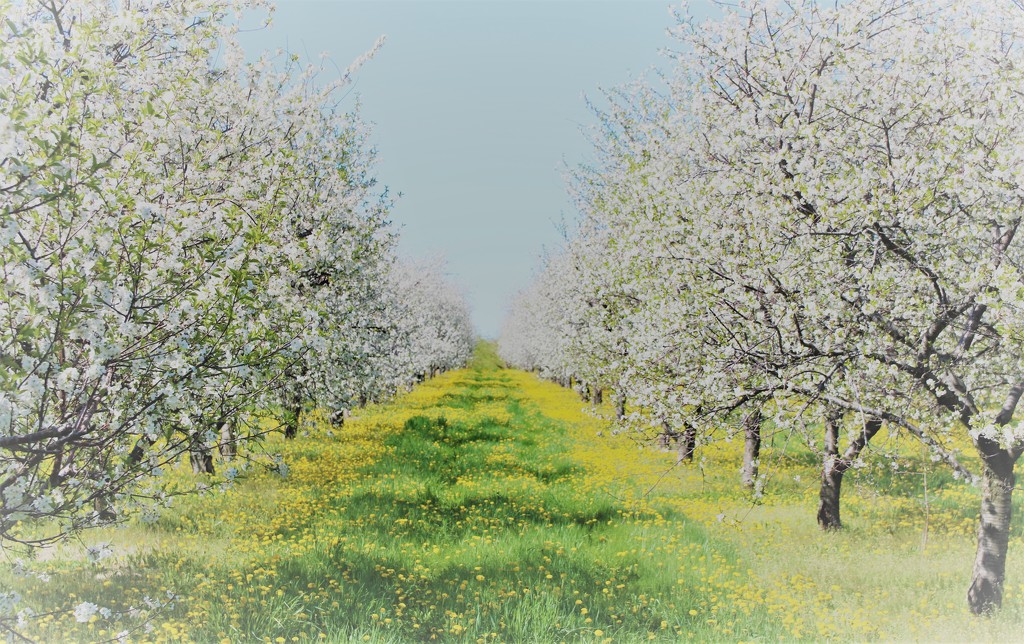 cherry orchard bloom by edorreandresen
