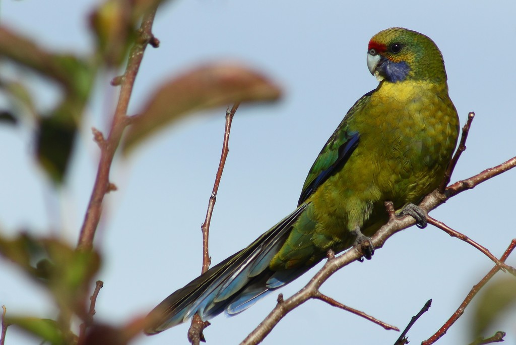 green rosella parrot by wenbow