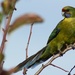 green rosella parrot by wenbow
