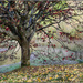 Tree, McLaren Falls Park by chikadnz