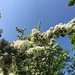 Hawthorn hedge by 365projectmaxine