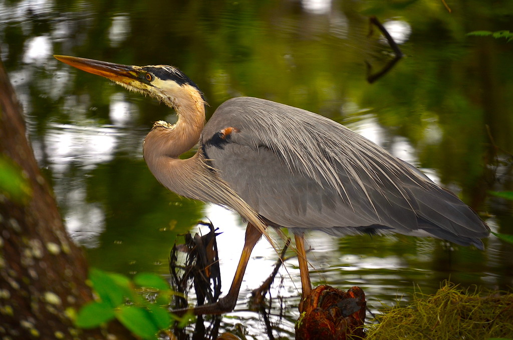Great blue heron by congaree