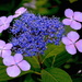 Lace cap hydrangea by congaree