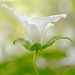 A trillium from a different point of view! by fayefaye