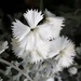 May 19:Dianthus and Dusty Miller by daisymiller