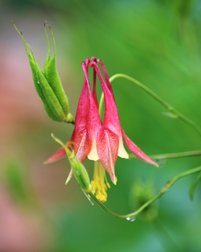 May 21: Columbine by daisymiller