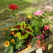 New Flowers and Plants by julie