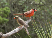 21st May 2018 - Mr. and Mrs. Cardinal