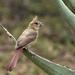 Young Female Cardinal by gaylewood