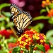 Monarch butterfly by orchid99