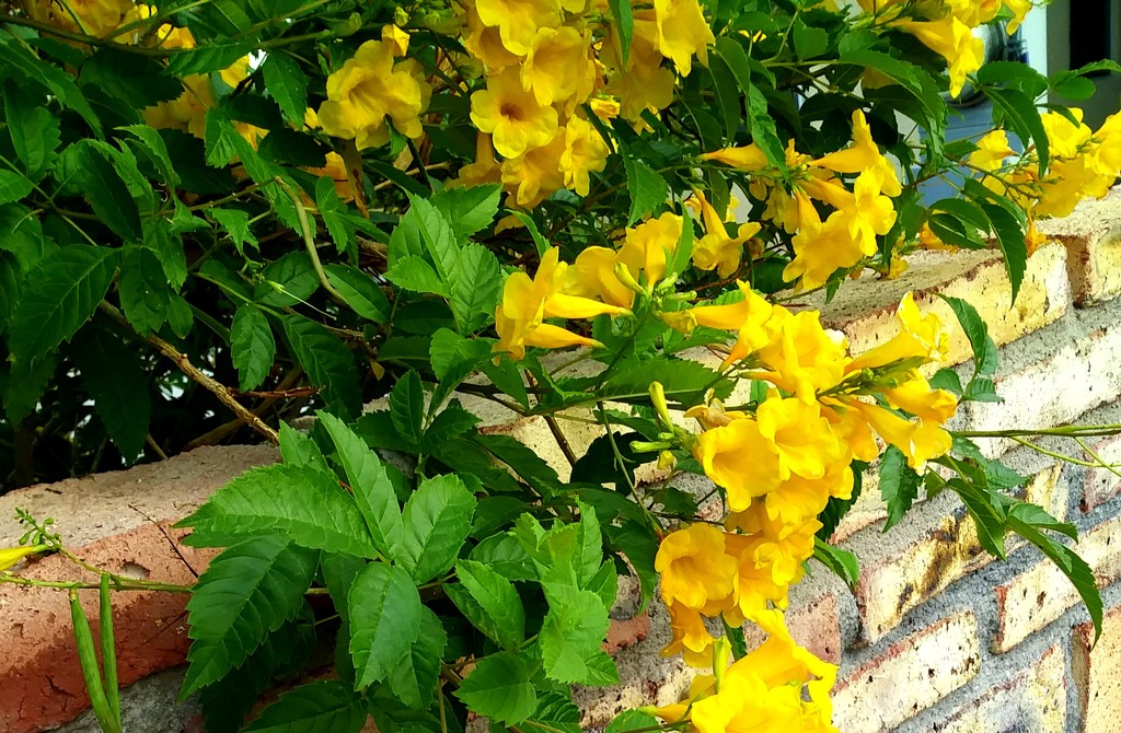 Yellow Bells by stownsend
